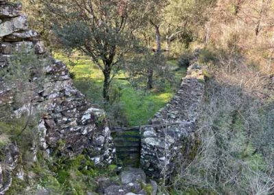Oliviers sur terrasses - Vallée de la Ganière - Murjas - Ardèche