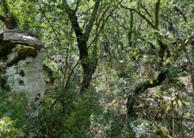 Le bois de Païolive sur le plateau calcaire des gorges du Chassezac - Ardèche