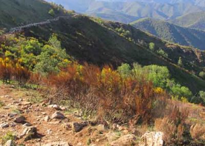 Moutons sur la draille vers l'Aigoual lors de la transhumance