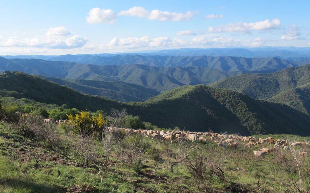 Les premiers bergers des Cévennes à l’origine du pastoralisme