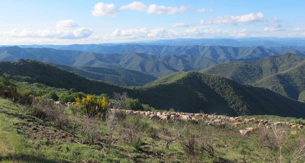 Les premiers bergers des Cévennes à l’origine du pastoralisme