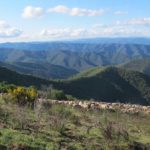 Les premiers bergers des Cévennes à l’origine du pastoralisme